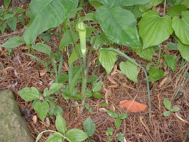 Arisaema triphyllum bareroot